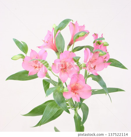 Alstroemeria "Athena" cut flower 1 Alstroemeria "Athena" cut flower 1 137522114