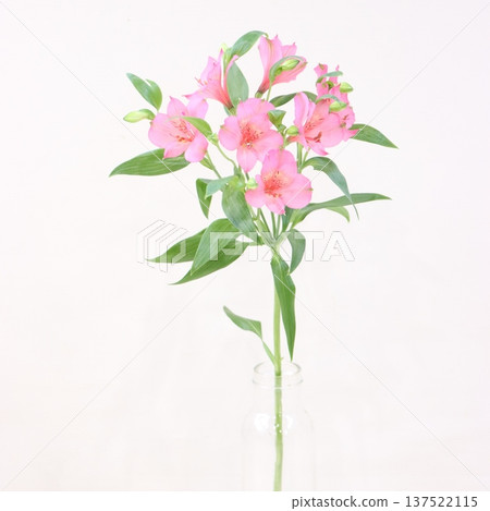 六出花「雅典娜」切花 2 137522115