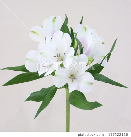 六出花「安娜貝爾」切花 1 137522116