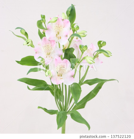 Alstroemeria "Annapurna" cut flower 1 137522120