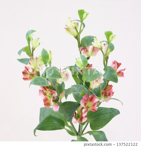 Alstroemeria "Innocent Marie" cut flower 1 Alstroemeria "Innocent Marie" cut flower 1 137522122