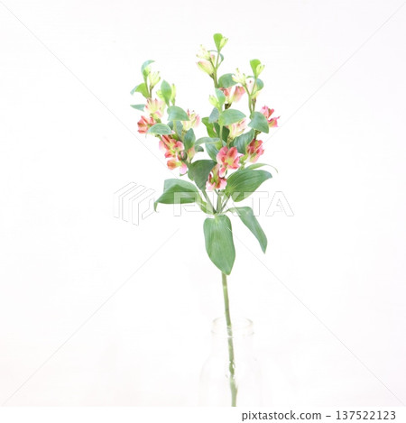 Alstroemeria "Innocent Marie" cut flower 2 Alstroemeria "Innocent Marie" cut flower 2 137522123
