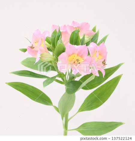Alstroemeria "Emma" cut flower 1 137522124