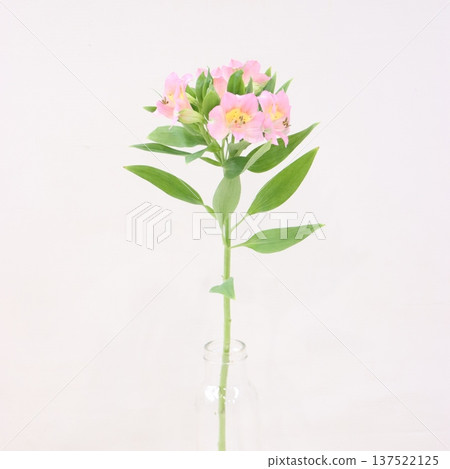 Alstroemeria "Emma" cut flower 2 137522125