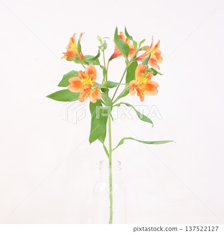 Alstroemeria "Orange Queen" cut flower 2 Alstroemeria "Orange Queen" cut flower 2 137522127