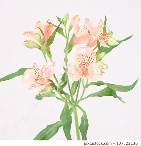 Alstroemeria "Canyon" cut flower 1 137522130