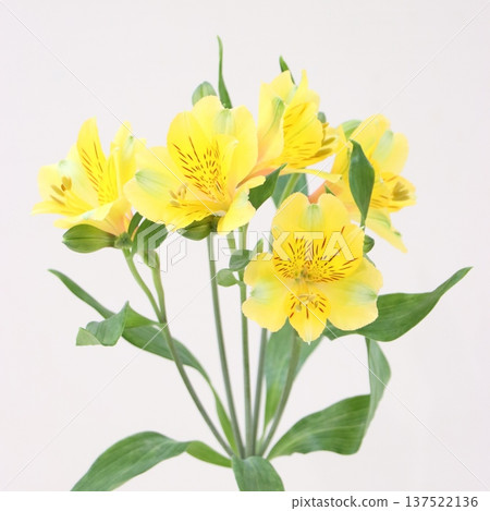 金六出花切花 1 束 137522136