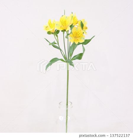 金六出花切花 2 137522137