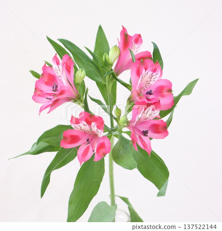 Alstroemeria "Showtime" cut flower 1 Alstroemeria "Showtime" cut flower 1 137522144