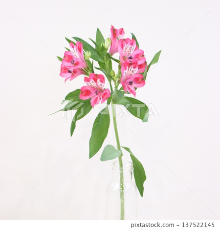 Alstroemeria "Showtime" cut flower 2 Alstroemeria "Showtime" cut flower 2 137522145