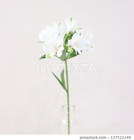 Alstroemeria "Snow Queen" cut flower 2 Alstroemeria "Snow Queen" cut flower 2 137522149