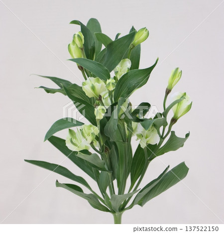 Alstroemeria "Snow Prince" cut flower 1 Alstroemeria "Snow Prince" cut flower 1 137522150