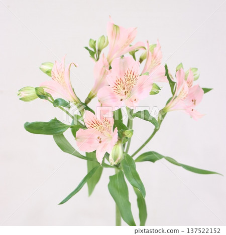 Alstroemeria "Sumatra" cut flower 1 137522152