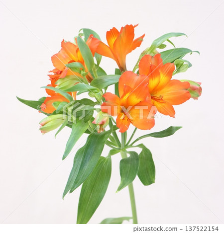 橘色六出花切花 1 橘色六出花切花 1 137522154