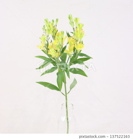 六出花「號角」切花 2 六出花「號角」切花 2 137522163