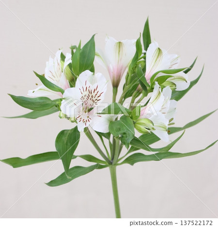 六出花「惠特尼」切花 1 六出花「惠特尼」切花 1 137522172
