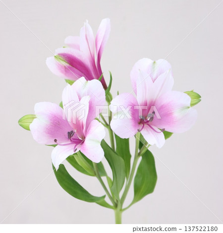 Alstroemeria 'Lancaster' cut flower 1 137522180