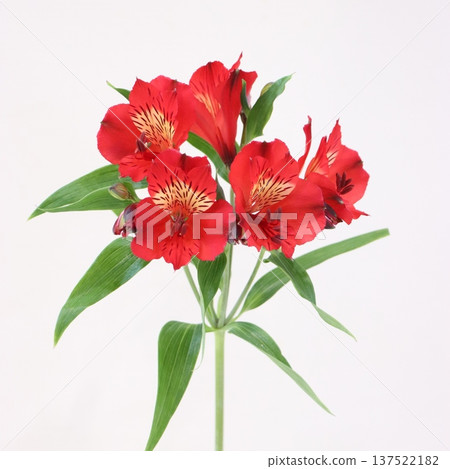 Alstroemeria "Rouge" cut flower 1 Alstroemeria "Rouge" cut flower 1 137522182
