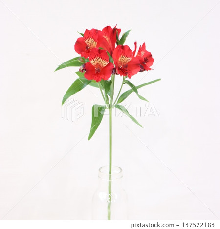 Alstroemeria "Rouge" cut flower 2 Alstroemeria "Rouge" cut flower 2 137522183