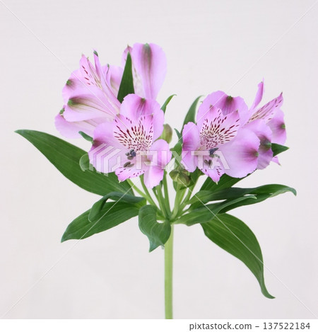 Alstroemeria "Rain" cut flower 1 137522184