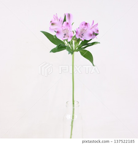 Alstroemeria "Rain" cut flower 2 137522185