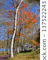 白羽湖畔的樹木和秋葉。 137522243