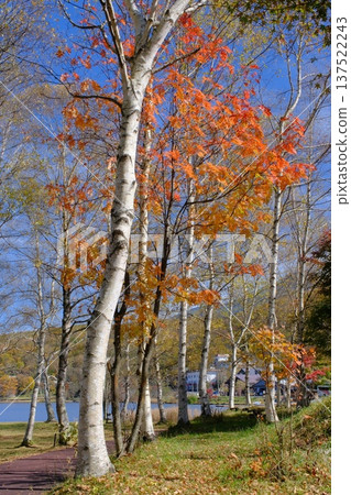 Trees and autumn leaves along Lake Shirakaba Trees and autumn leaves along Lake Shirakaba 137522243