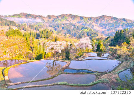 Matsushiro Yoshiaki's cherry blossoms reflected in the rice terraces Matsushiro Yoshiaki's cherry blossoms reflected in the rice terraces 137522250