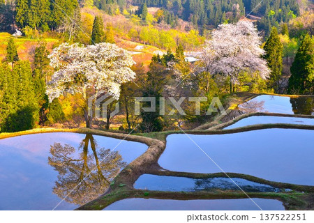 Matsushiro Yoshiaki's cherry blossoms reflected in the rice terraces Matsushiro Yoshiaki's cherry blossoms reflected in the rice terraces 137522251