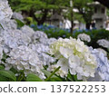  繡球 137522253