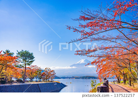 (Yamanashi Prefecture) Lake Kawaguchi Lake Autumn leaves Fujisan (Yamanashi Prefecture) Lake Kawaguchi Lake Autumn leaves Fujisan 137522257