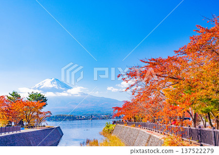 (Yamanashi Prefecture) Lake Kawaguchi Lake Autumn leaves Fujisan (Yamanashi Prefecture) Lake Kawaguchi Lake Autumn leaves Fujisan 137522279