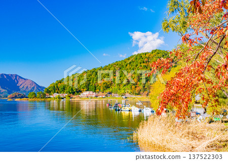 (Yamanashi Prefecture) Lake Kawaguchi, autumn leaves on the shore 137522303