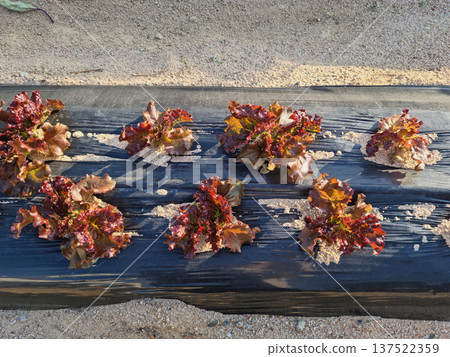 This is a field planted with red lettuce. This is a field planted with red lettuce. 137522359
