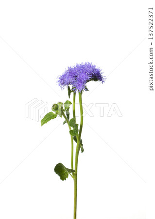 It is a white background and a purple ageratum. 137522371