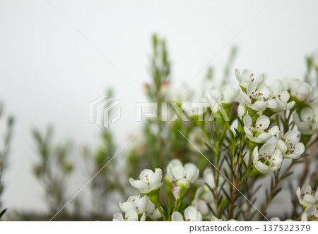 Wax flower with white background and white flowers 137522379