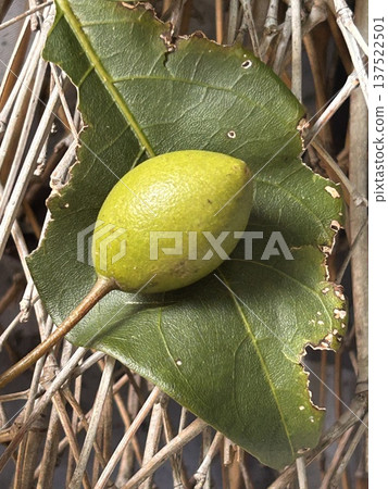 Gyobok fruit 137522501
