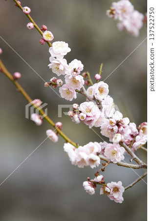 梅花告訴春天的到來 梅花告訴春天的到來 137522750