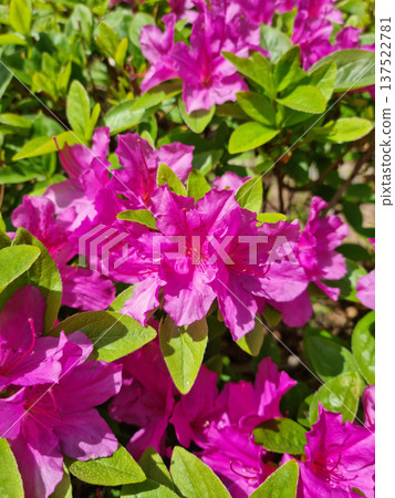 close-up pink royal azalea blossoms 137522781