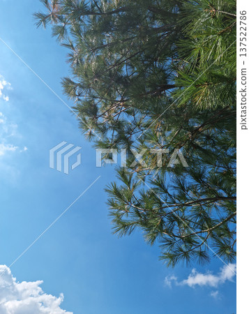 Blue sky and pine trees 137522786