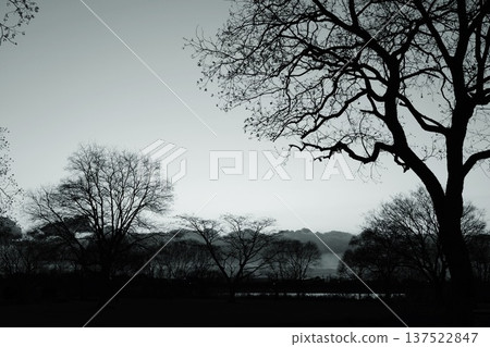 misty trees misty trees 137522847