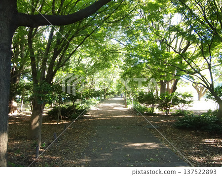 東京公園裡寧靜的綠地與步道景觀 東京公園裡寧靜的綠地與步道景觀 137522893