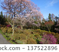 Iida City: Cherry blossoms in full bloom against the blue spring sky 137522896