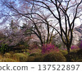 Iida City - Cherry blossoms blooming in the park 137522897