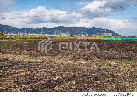 Udono reed field after field burning, Takatsuki City, Osaka Prefecture Udono reed field after field burning, Takatsuki City, Osaka Prefecture 137522946
