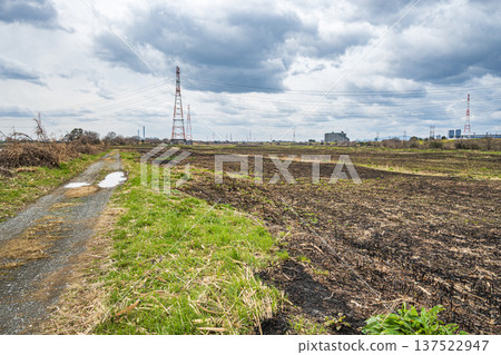 大阪府高槻市，焚燒後的蘆葦田。 137522947
