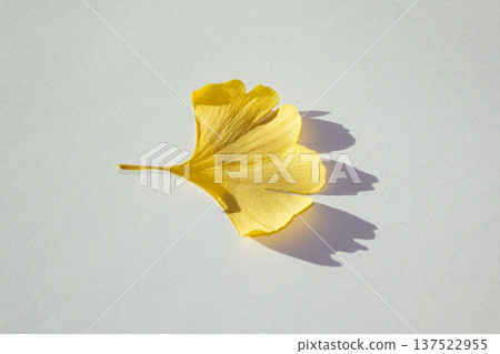 ginkgo leaf that have turned yellow. ginkgo leaf that have turned yellow. 137522955