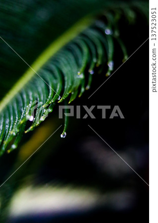 Water droplets on leaves Water droplets on leaves 137523051