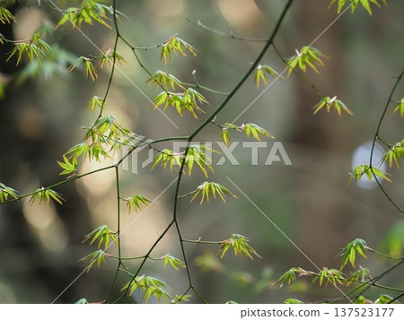 Young leaves shining in the spring light Young leaves shining in the spring light 137523177