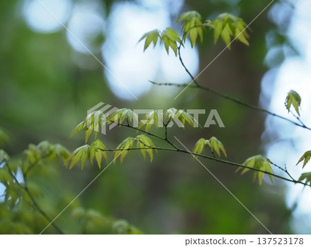 I found some young maple leaves in the forest. I found some young maple leaves in the forest. 137523178